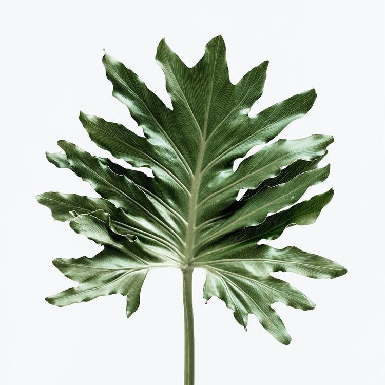 Philodendron leaf