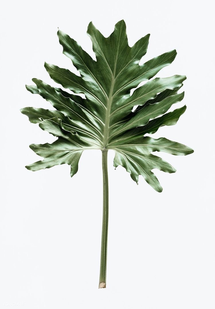 Philodendron leaf 