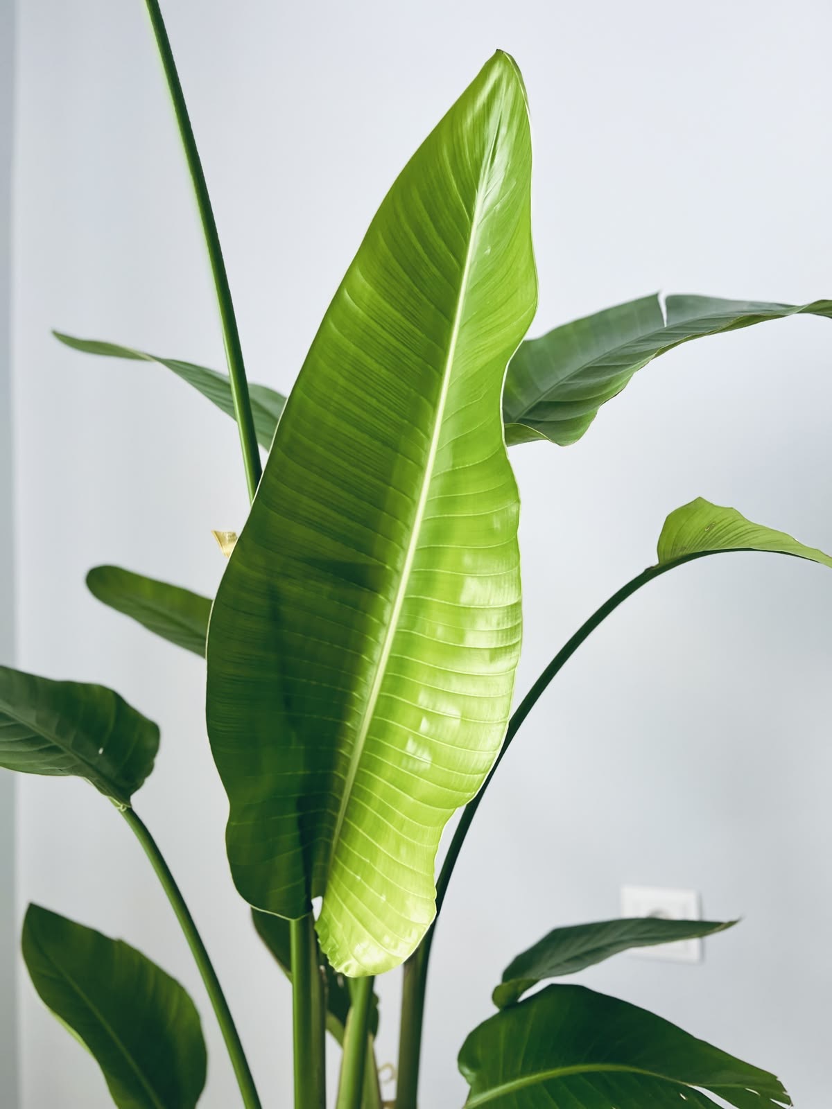 Giant bird of paradise leaf 