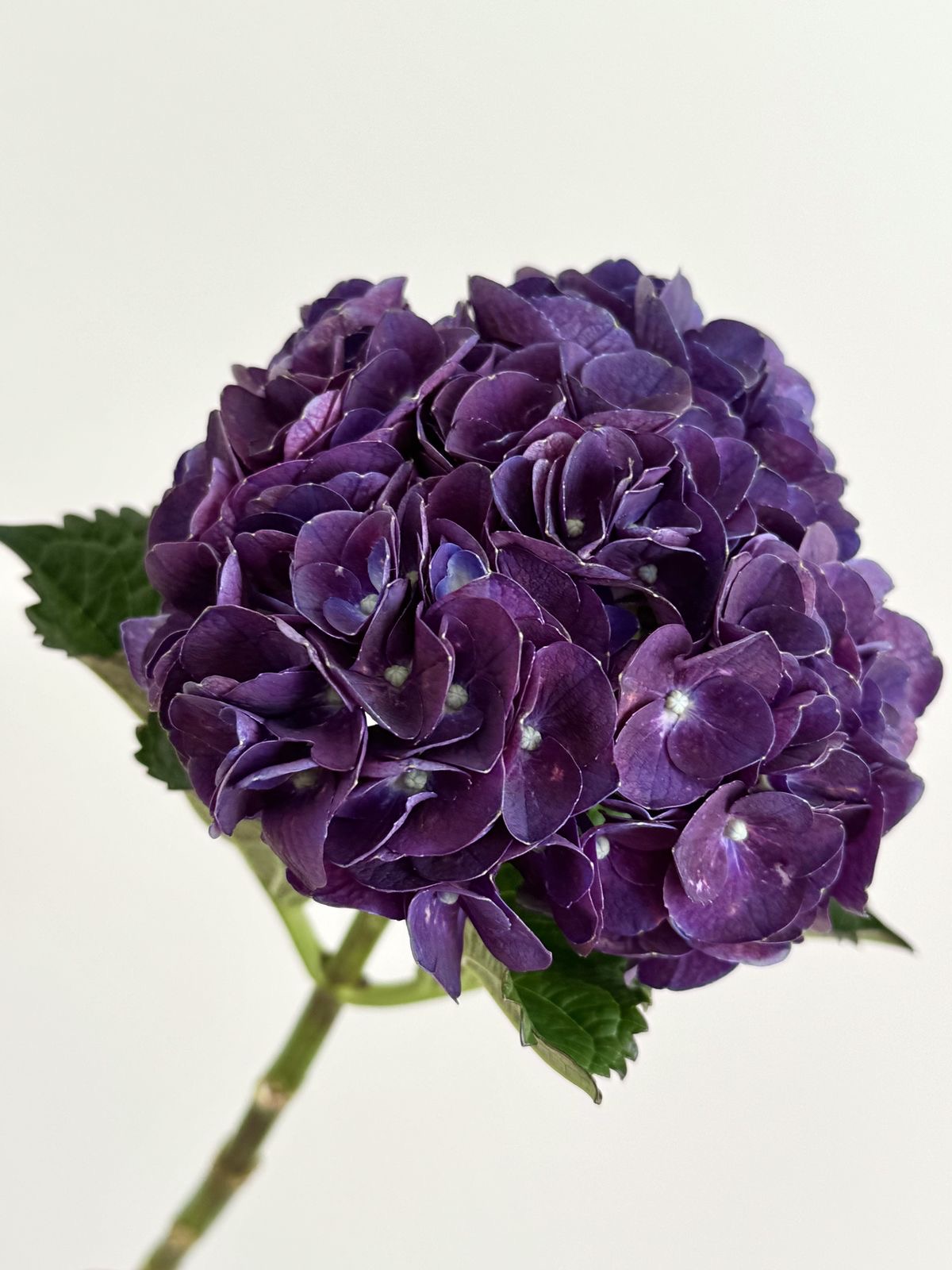 Hydrangea purple velvet 