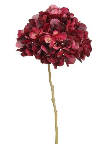 Hydrangea red velvet 